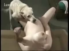 A pregnant lady gets her dog drilled.